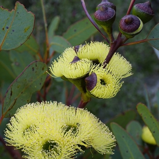 Eucalyptus pressiana